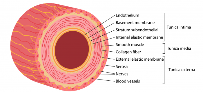 9-assessment-of-intima-media-thickness-imt-123-sonography